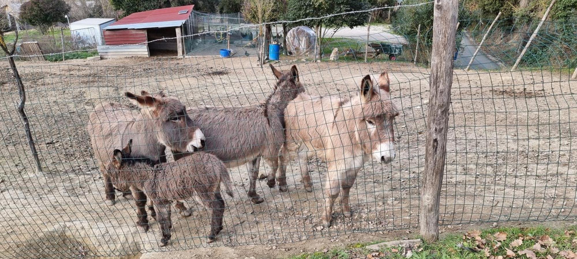 Agriturismo S. Eurosia モンタルチーノ エクステリア 写真