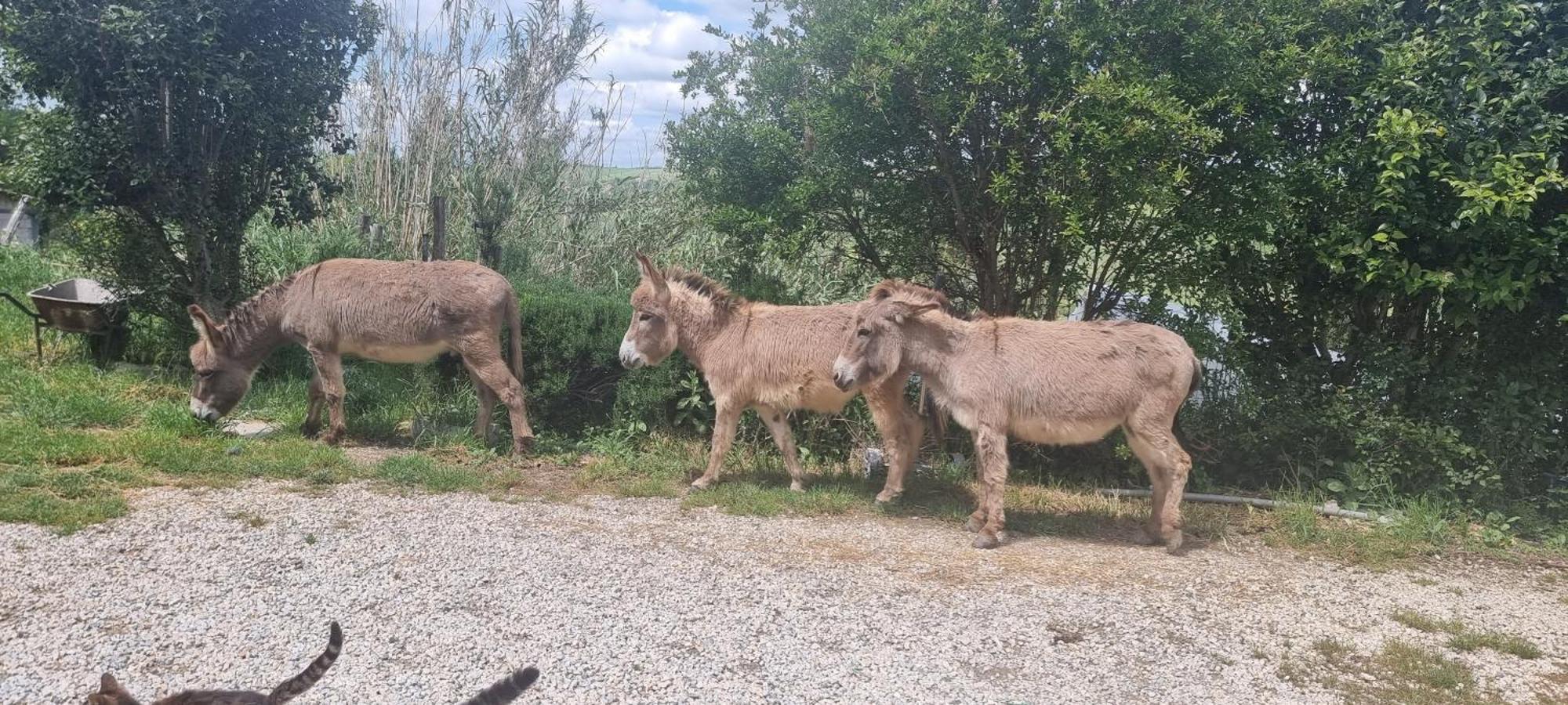 Agriturismo S. Eurosia モンタルチーノ エクステリア 写真